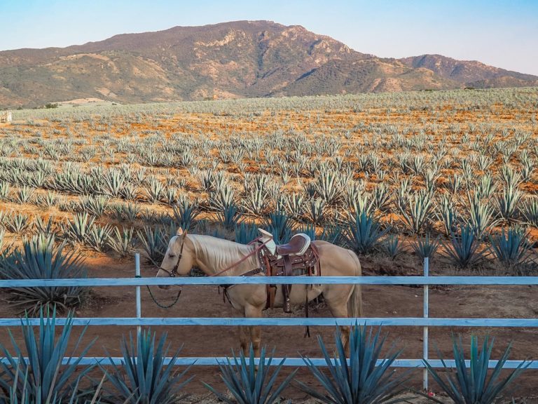 How to Spend One Day in Tequila, Jalisco, Mexico