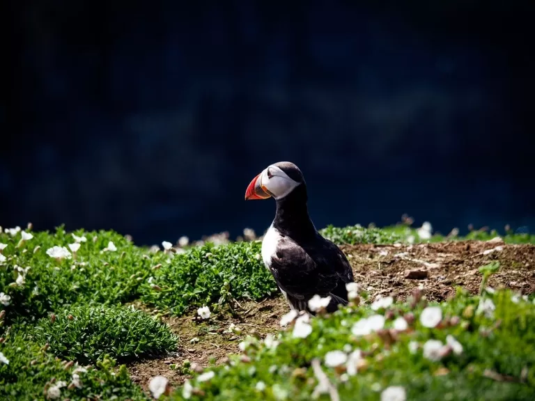 How to See Puffins on Skomer Island, Pembrokeshire, Wales