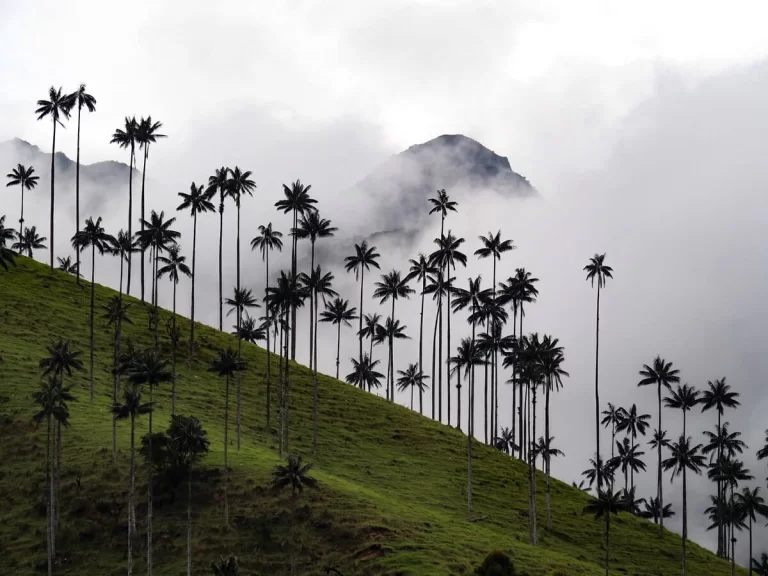 A Guide to Hiking in the Cocora Valley in Colombia