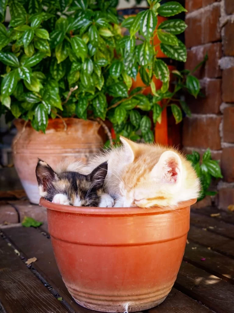 One dark brown and one ginger ginger kitten curled up in an orange flower pot in front of a green plant
