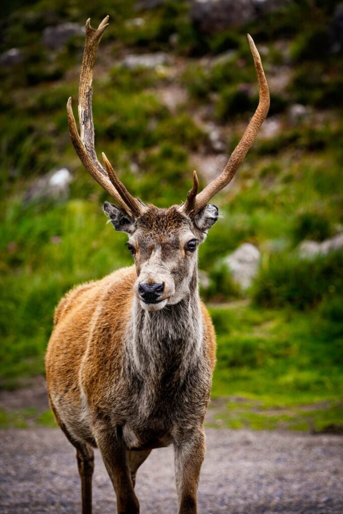 Deer in Scotland