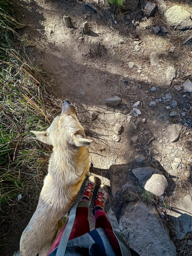 A light brown dog is standing next to a hiker's legs