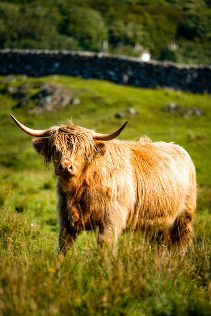 Highland Coo in Scotland