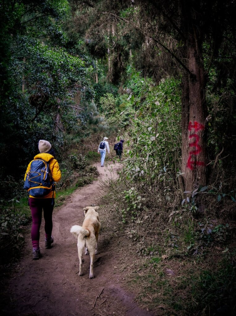 A hiker is walking along a trail with a dog