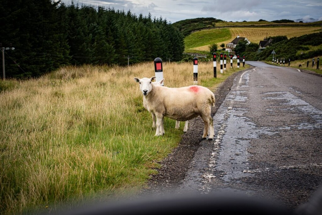 A sheep is standing at the side of the road