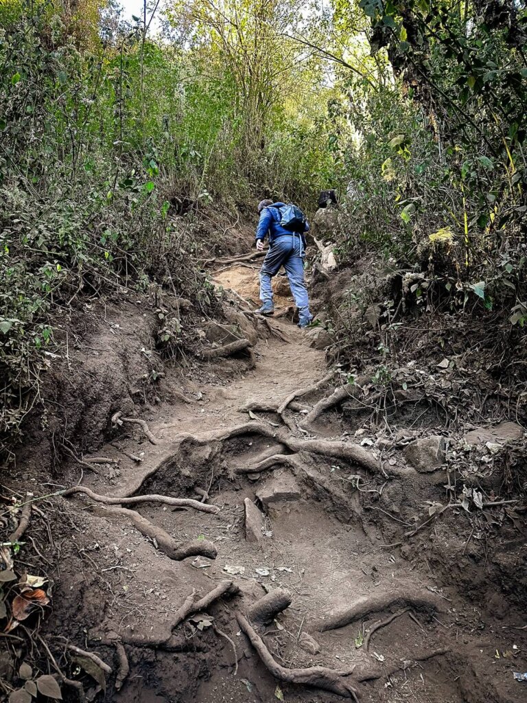 A hiker is hiking up a steep path on Santa Maria Volcano