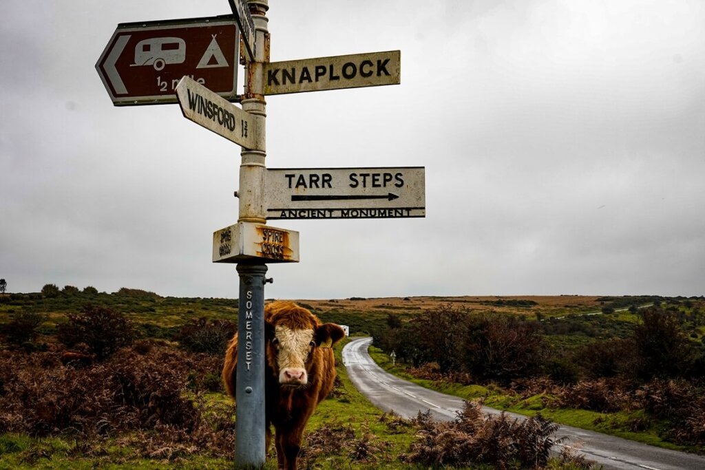 A cow is standing behind a signpost in Exmoor National Park