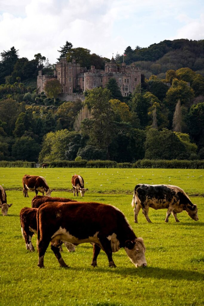 Cows are grazing in front of Dunster Castle