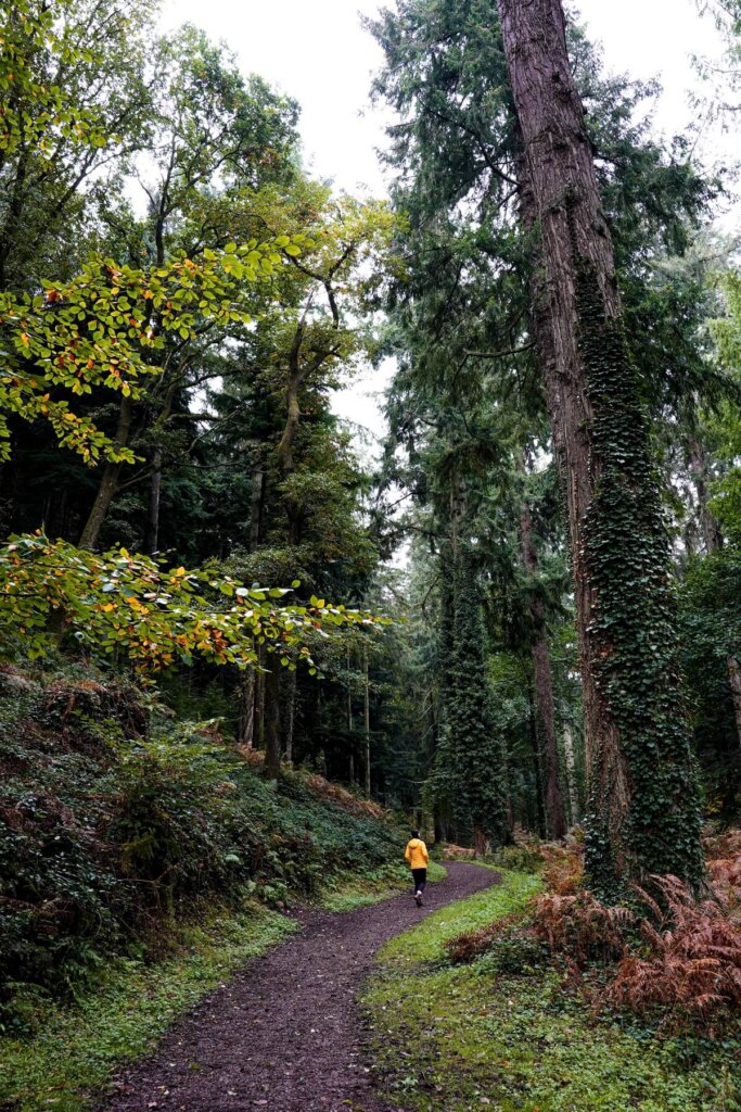 Tall Trees Trail in Exmoor