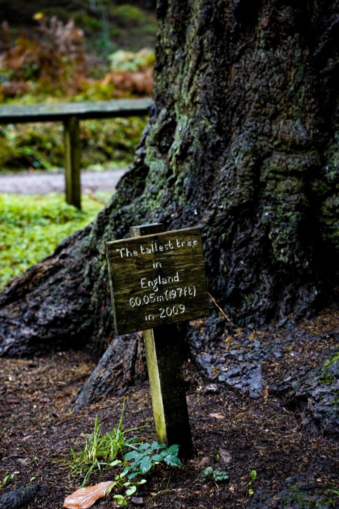 Tallest tree in England sign