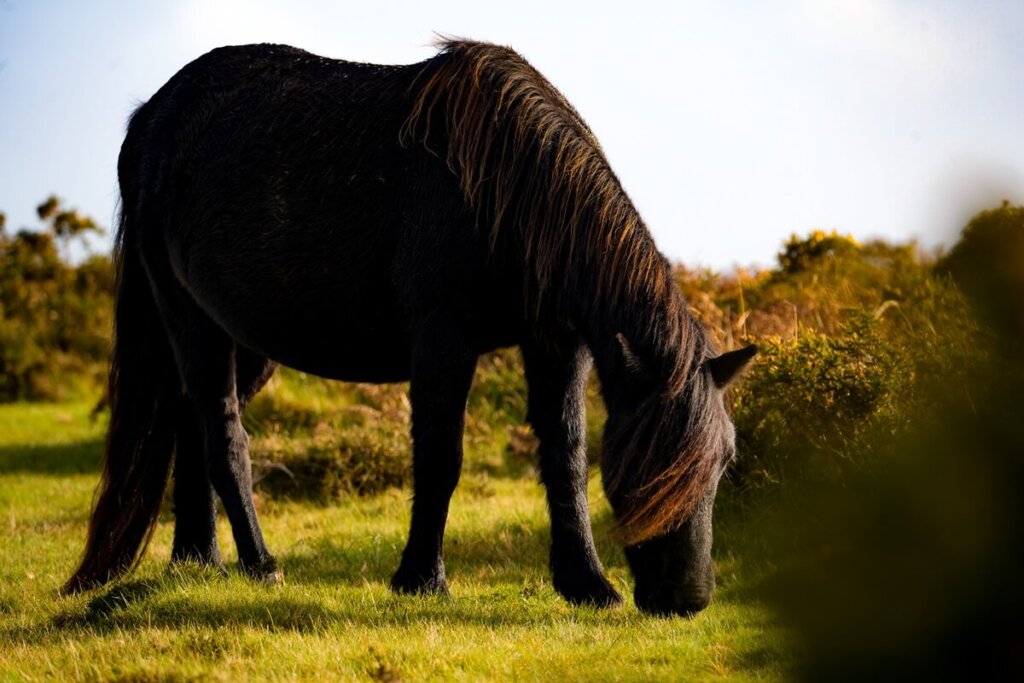 grazing Dartmoor Pony in Dartmoor National Park