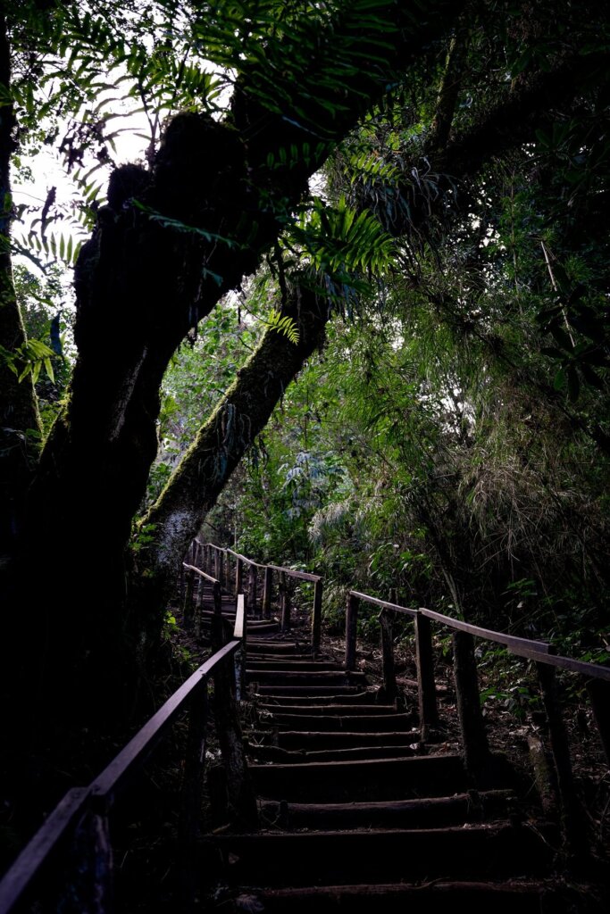 Steep stairs in the cloud forest in Guatemala