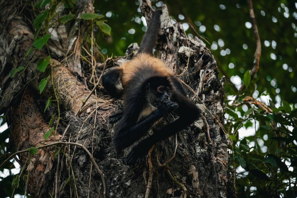 spider monkey on a tree in Guatemala