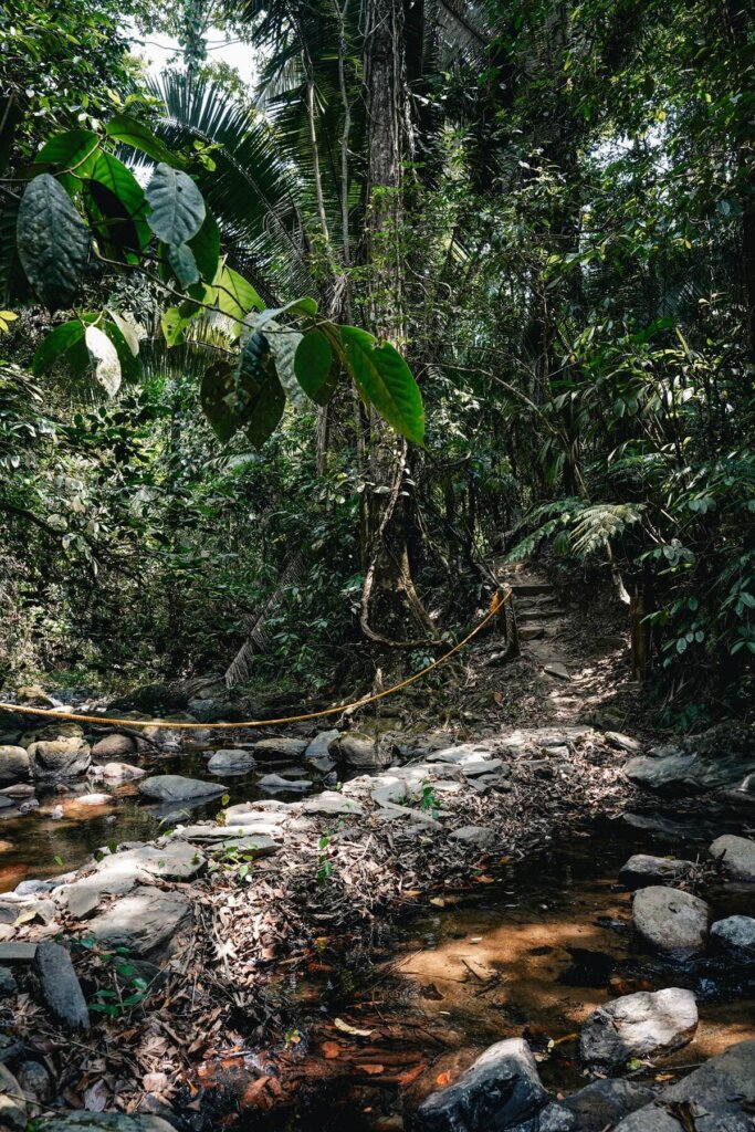 Jungle trail in Belize