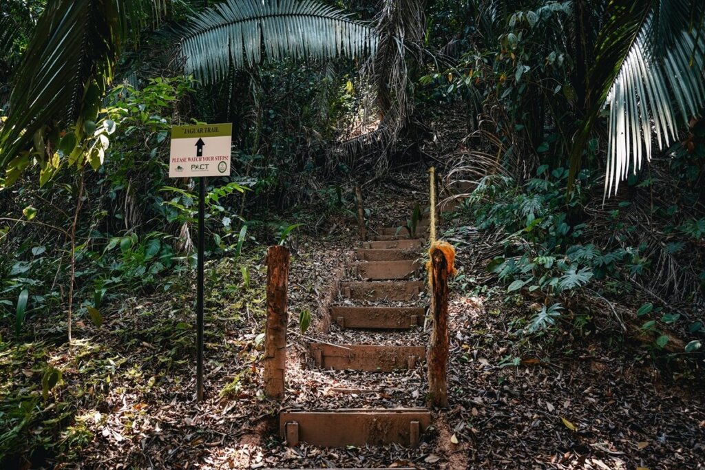 Jaguar hiking trail in Belize