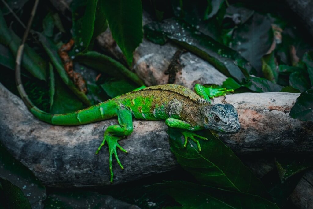 Green Iguana in Belize