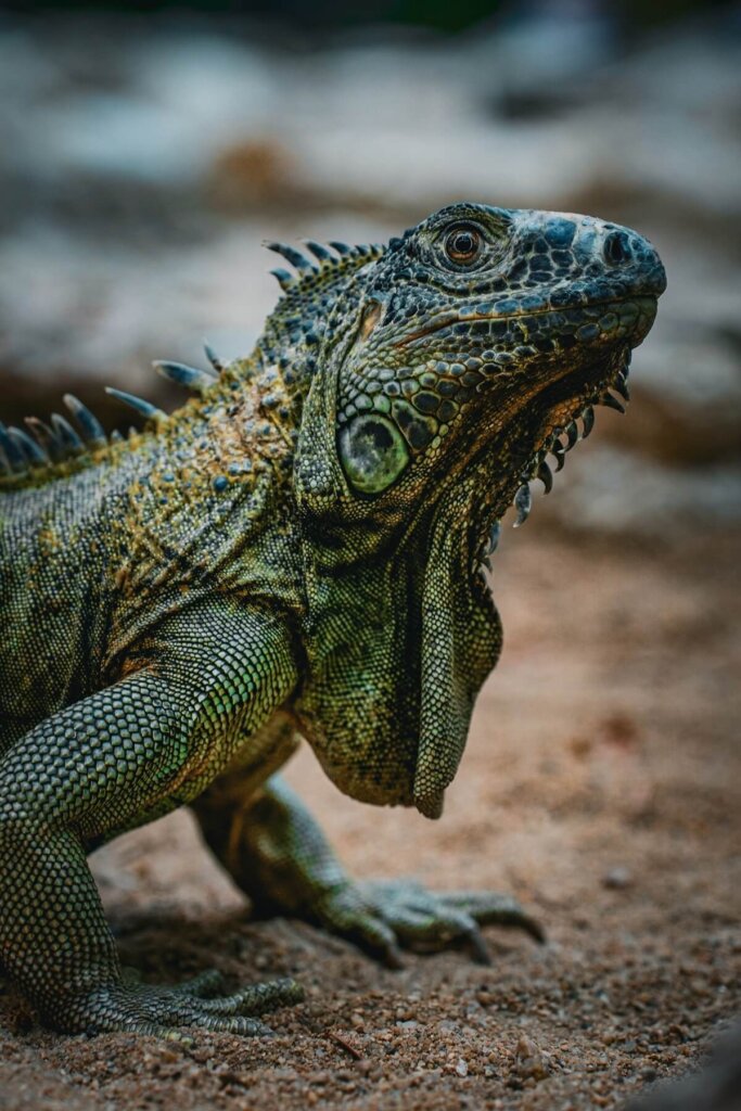 green iguana in Belize