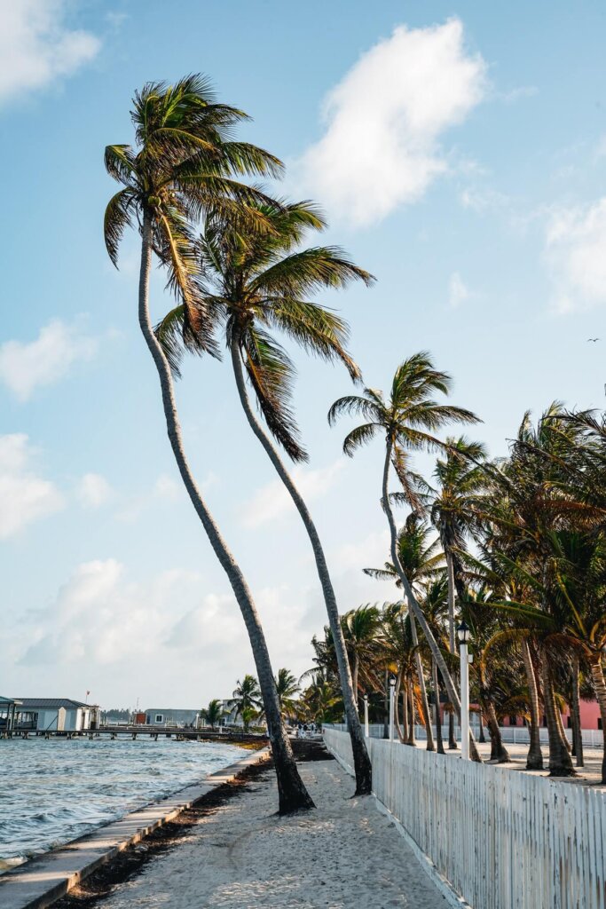 Palm Trees in Belize