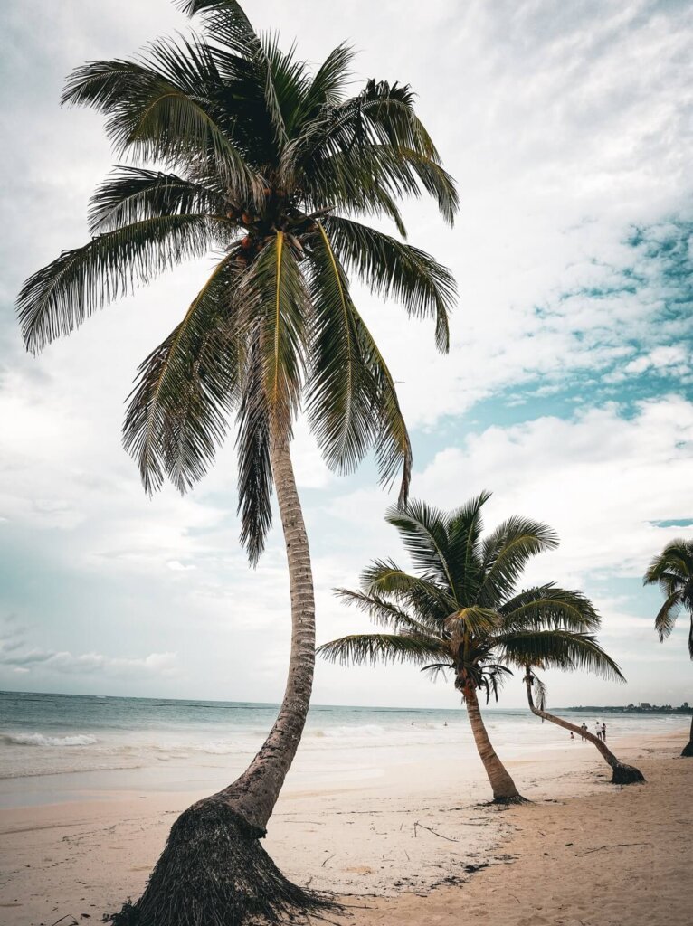 Palm trees on a sandy beach in Tulum Mexico