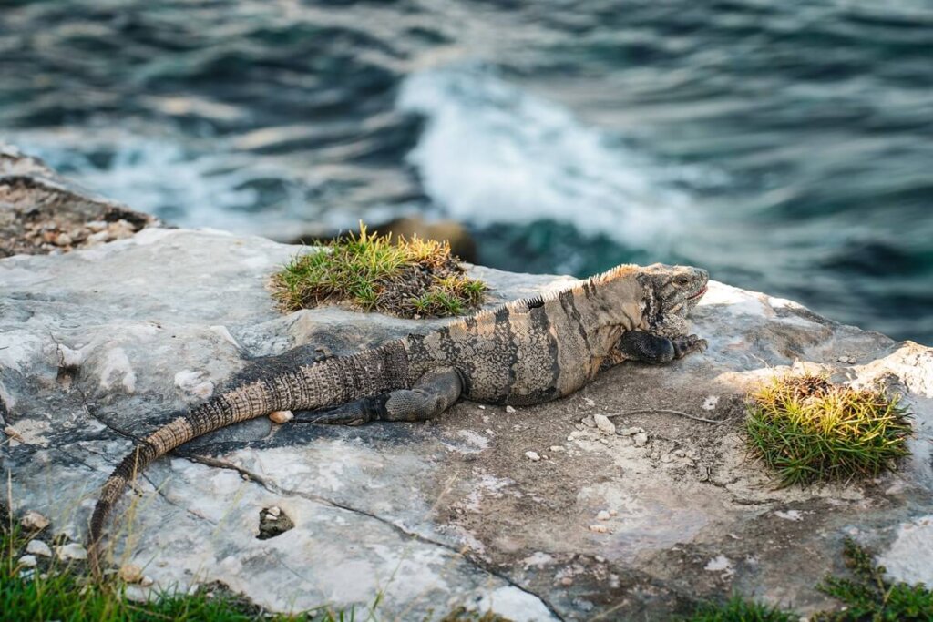 Iguana on Isla Mujeres