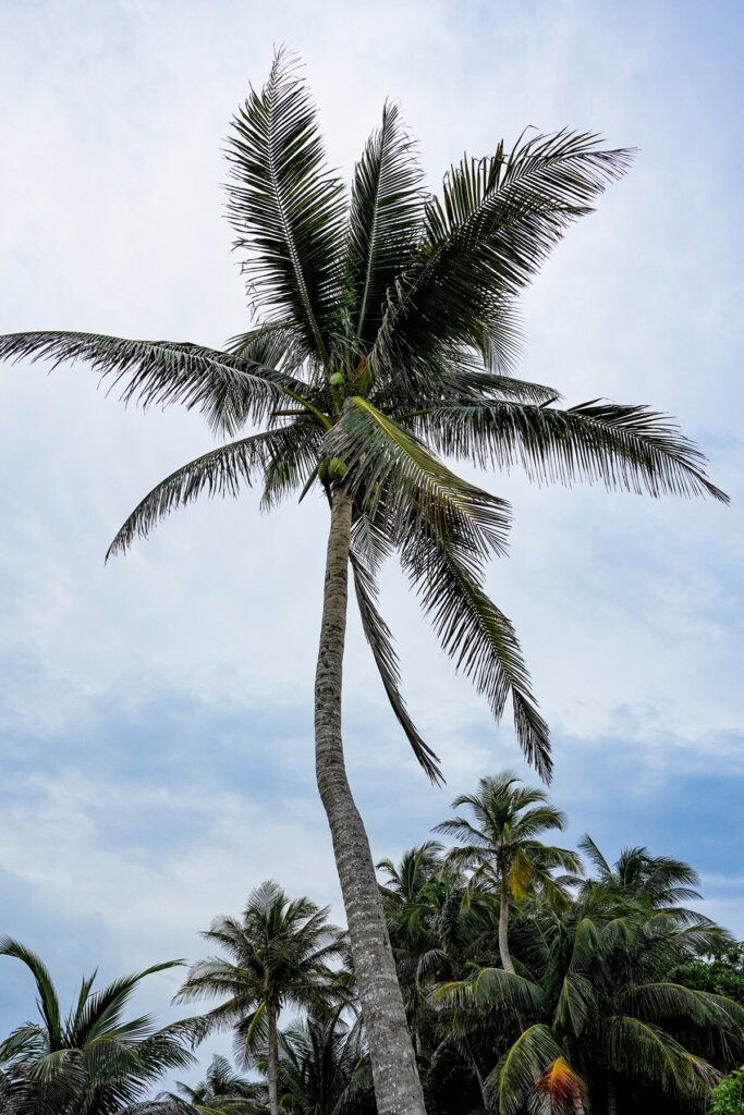 Palm Tree in Tulum Mexico