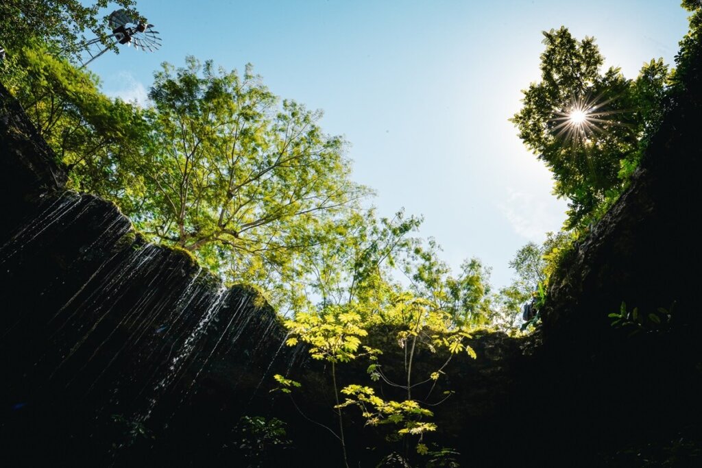 Trees growing around a semi-open cenote in Mexico